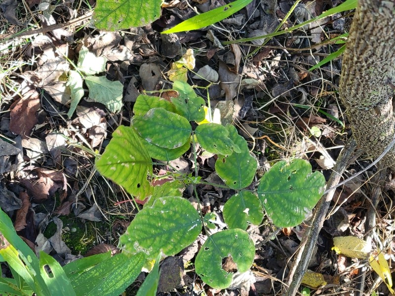 Hoary Ticktrefoil photo 2
