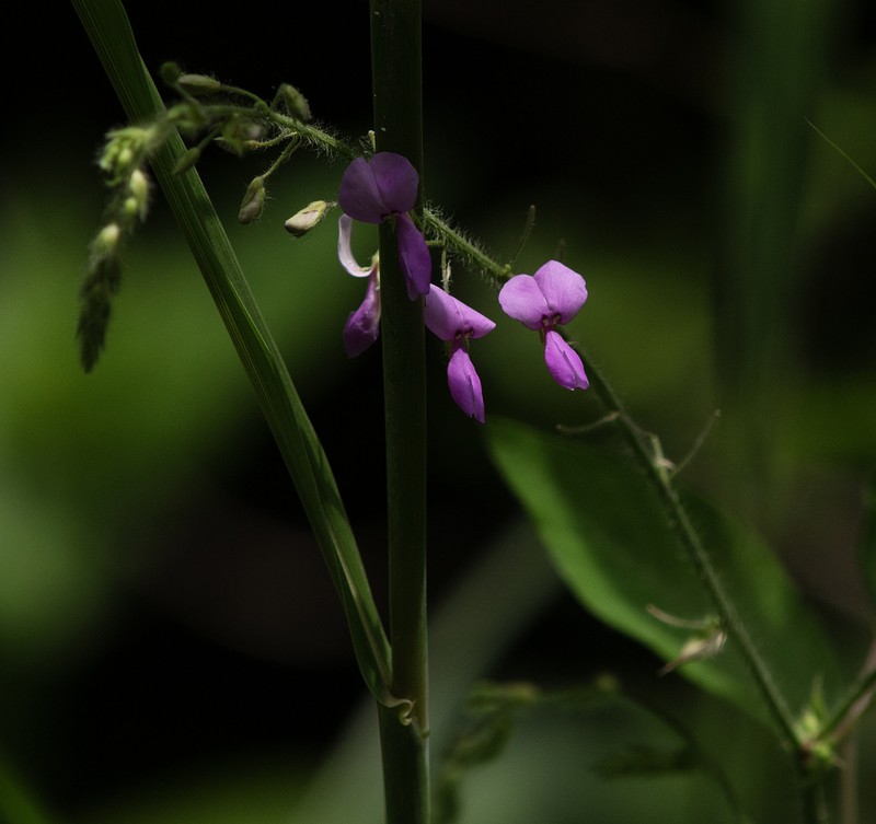Hoary Ticktrefoil photo 3