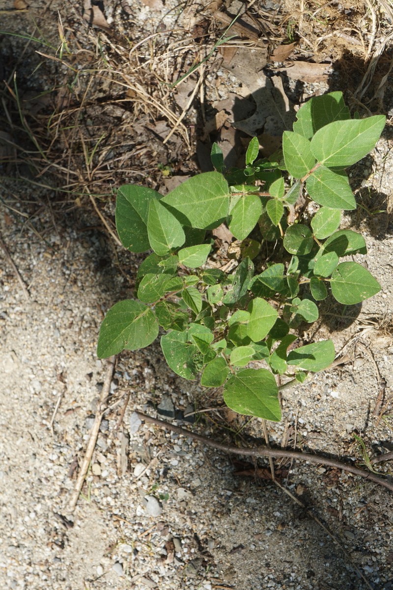 Hoary Ticktrefoil photo 4