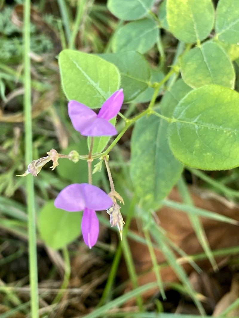 Hoary Ticktrefoil photo 5