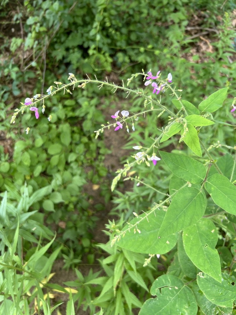 Hoary Ticktrefoil photo 6