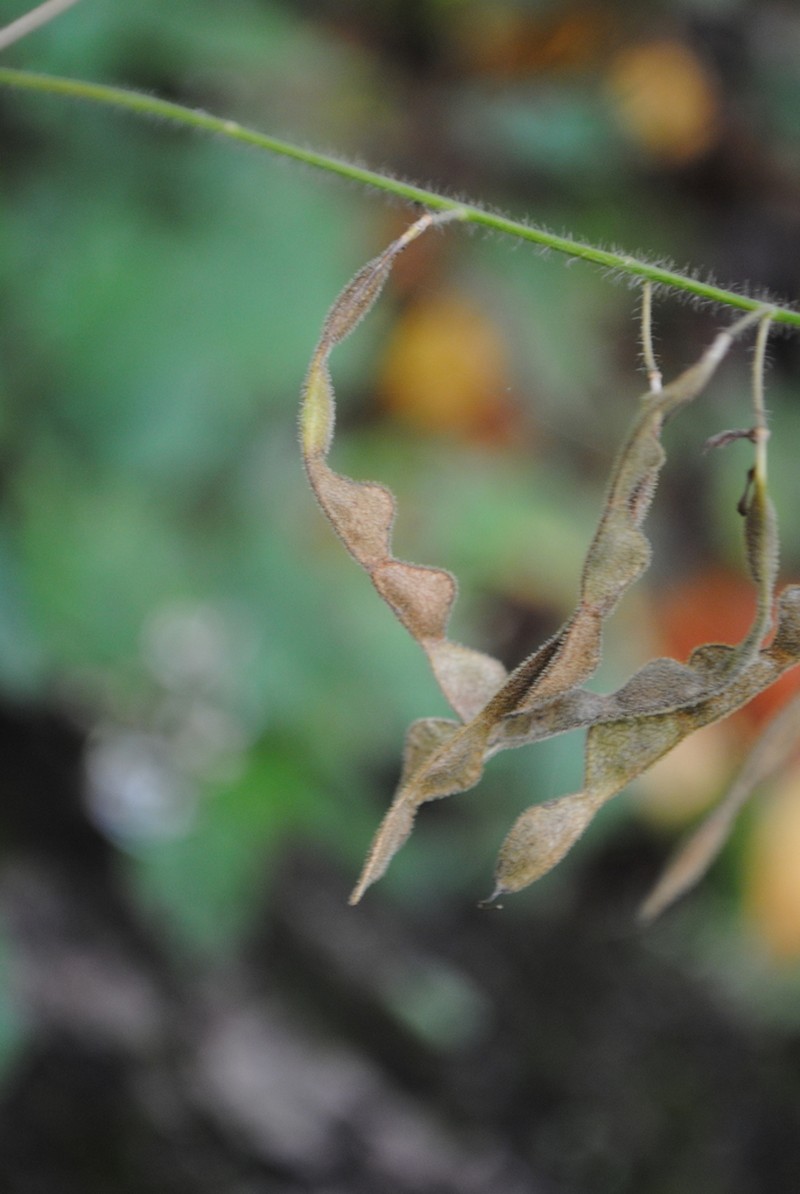 Hoary Ticktrefoil photo 7