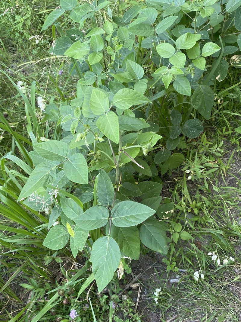 Hoary Ticktrefoil photo 8
