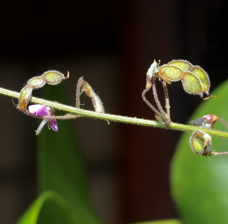 Hairy Small-Leaf Ticktrefoil