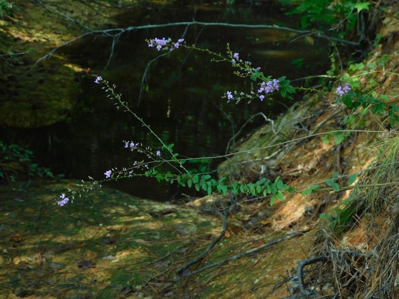 Hairy Small-Leaf Ticktrefoil