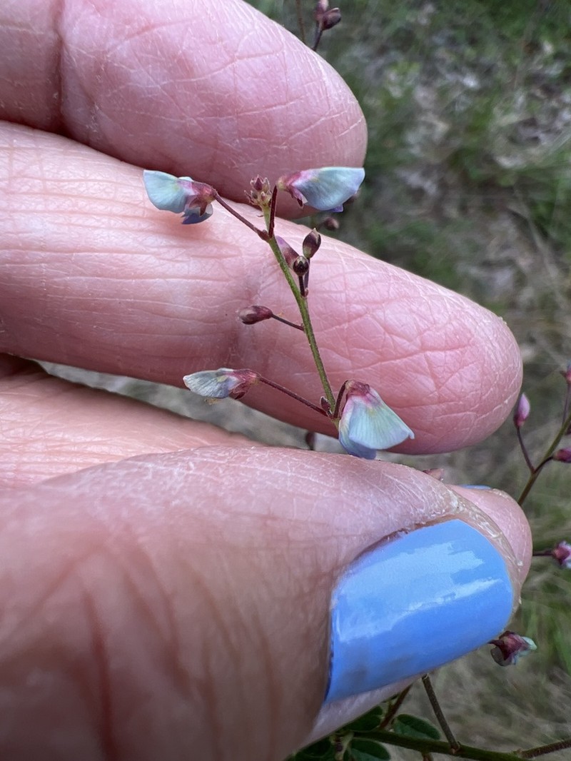 Hairy Small-Leaf Ticktrefoil photo 2