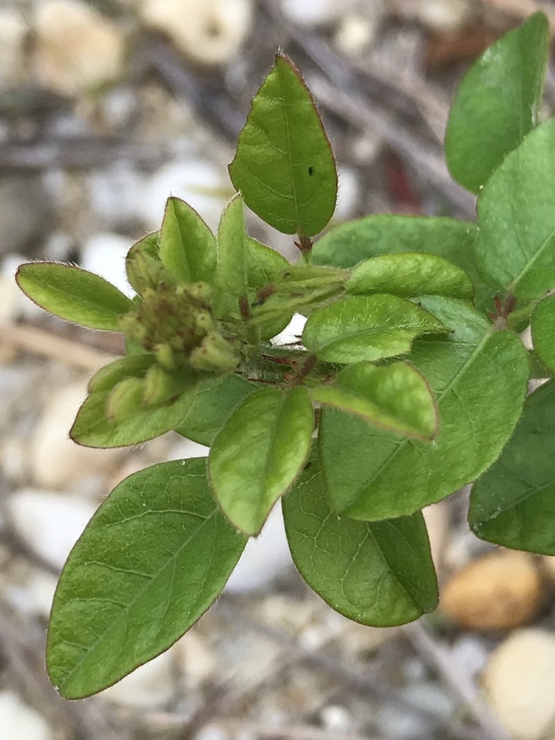 Hairy Small-Leaf Ticktrefoil photo 3