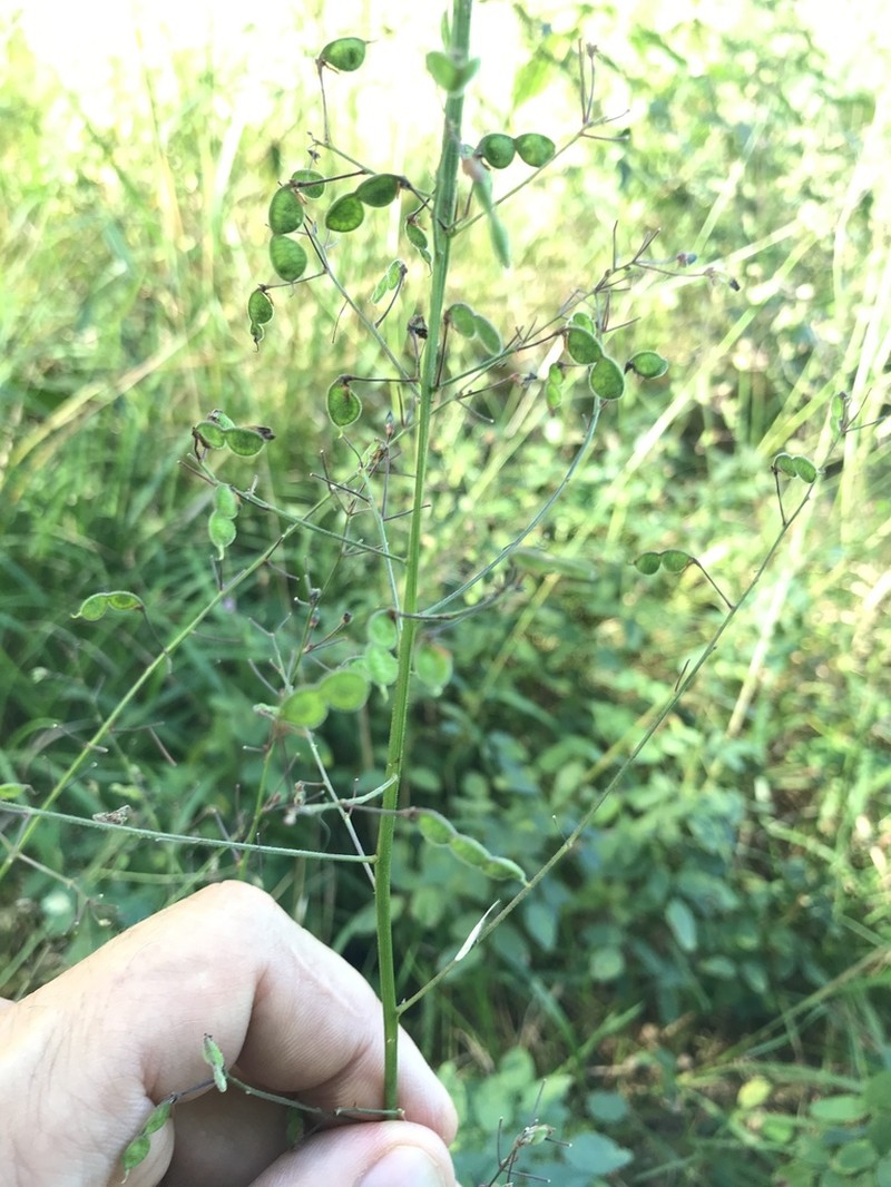 Hairy Small-Leaf Ticktrefoil photo 5
