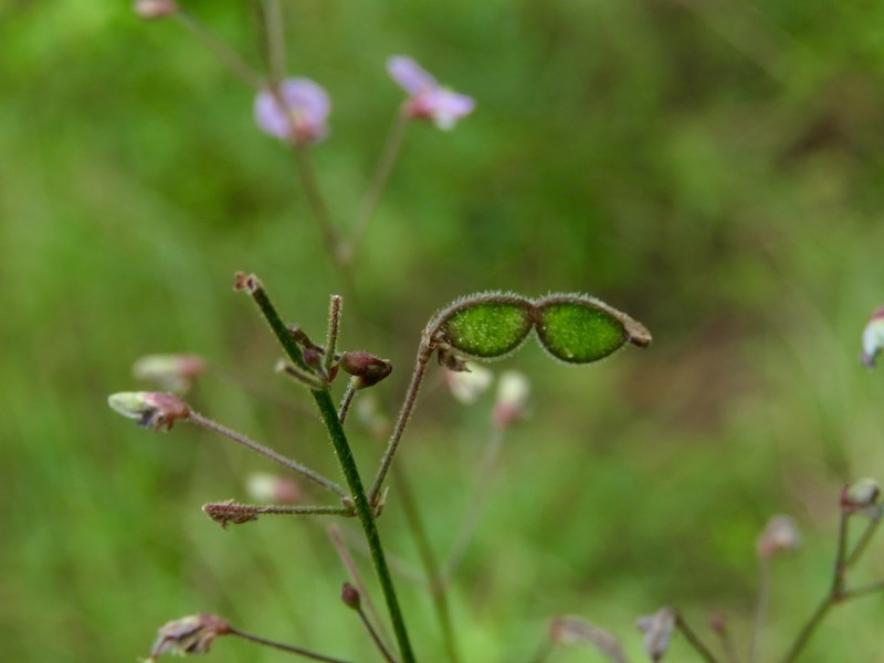 Hairy Small-Leaf Ticktrefoil photo 6