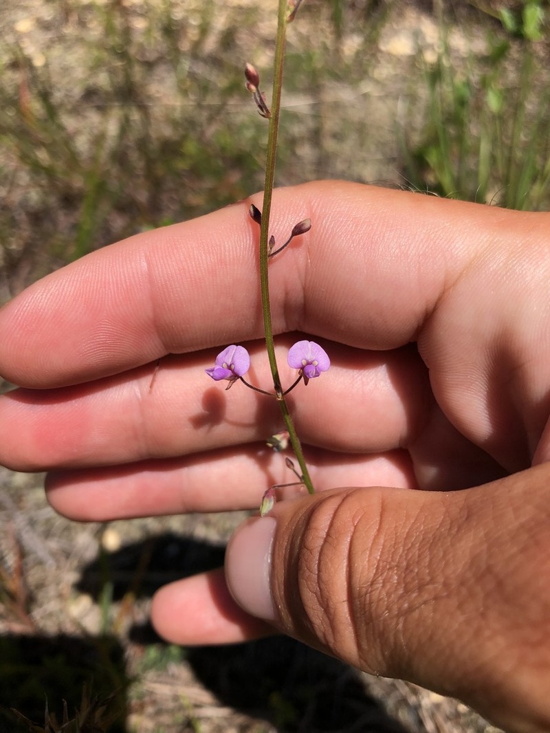 Hairy Small-Leaf Ticktrefoil photo 7