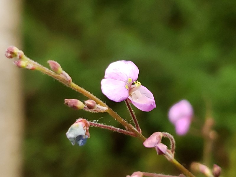 Hairy Small-Leaf Ticktrefoil photo 8