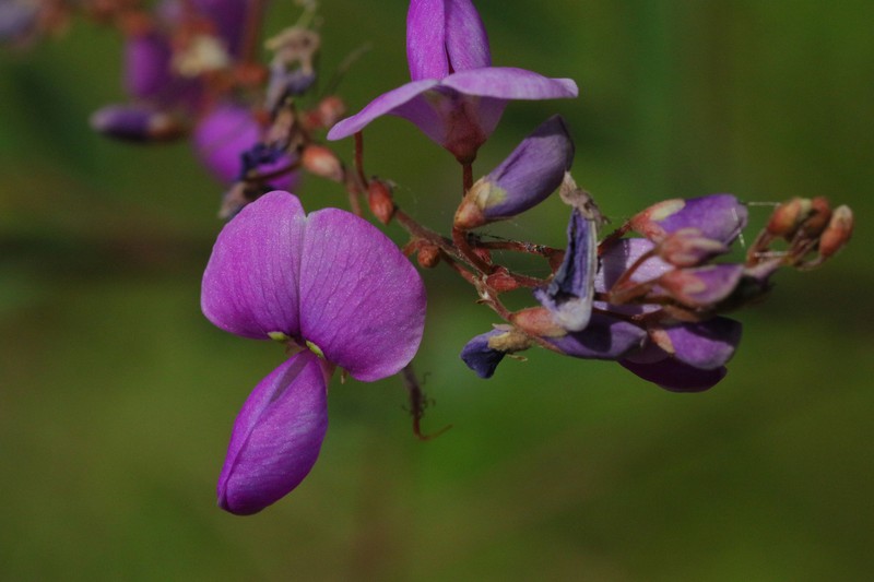 Spiked Ticktrefoil