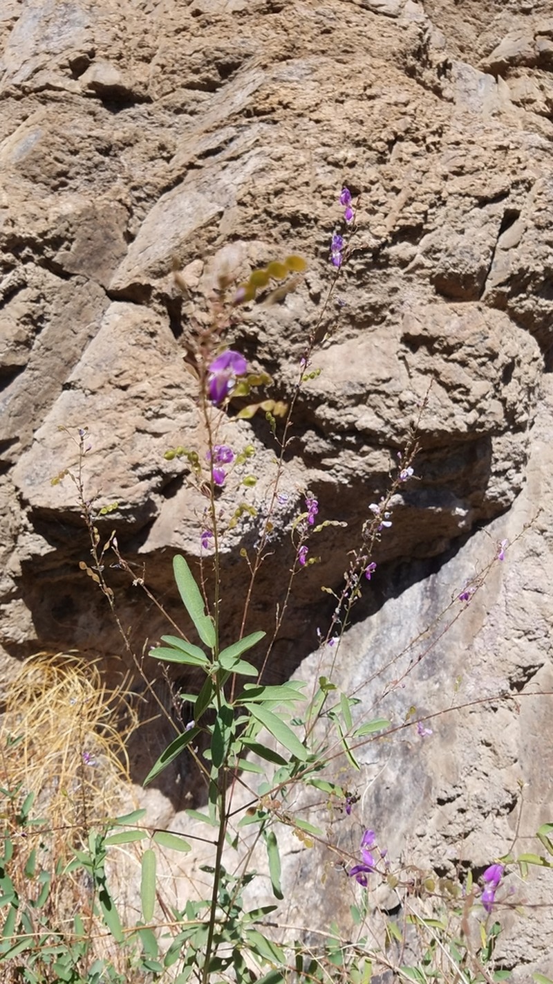 Spiked Ticktrefoil photo 2