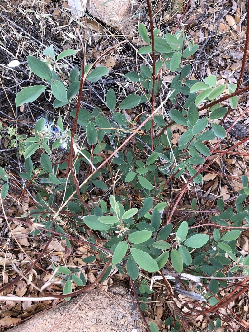 Spiked Ticktrefoil photo 3