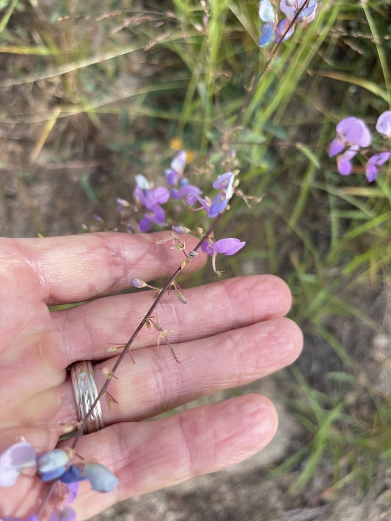 Spiked Ticktrefoil photo 4