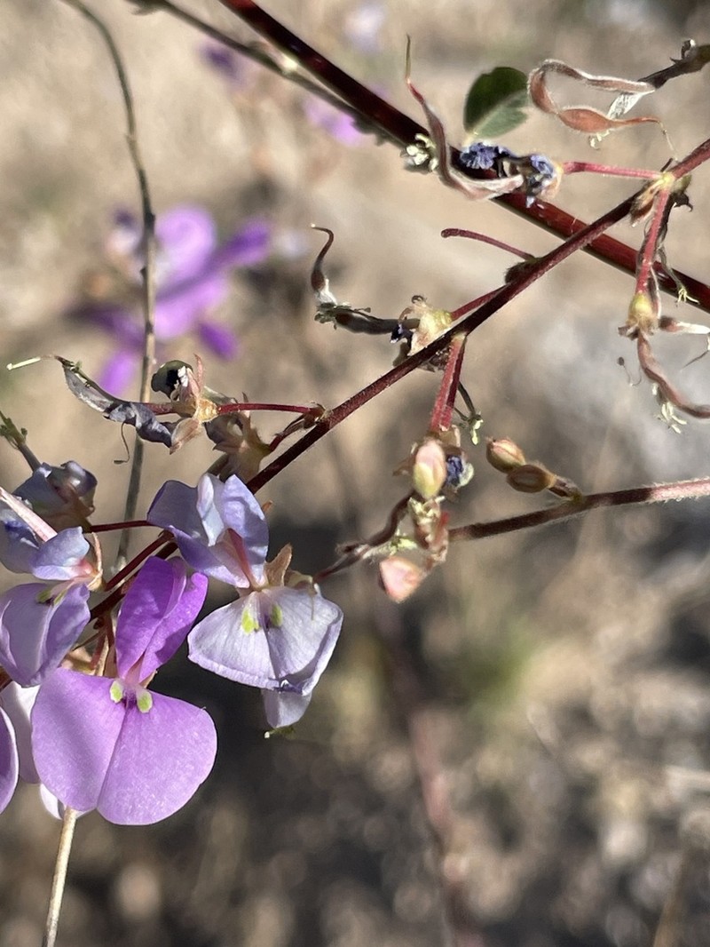 Spiked Ticktrefoil photo 5