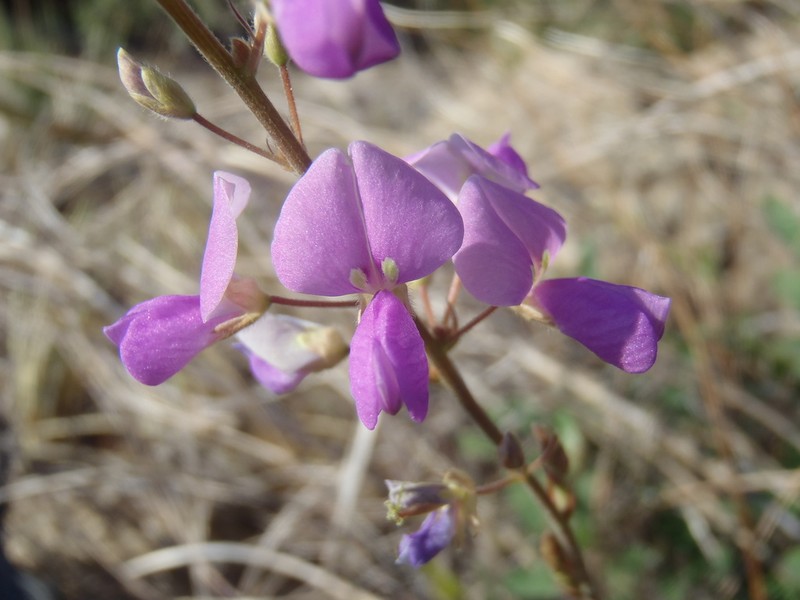 Spiked Ticktrefoil photo 6