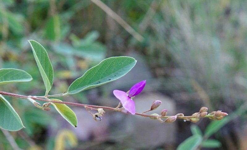 Spiked Ticktrefoil photo 7