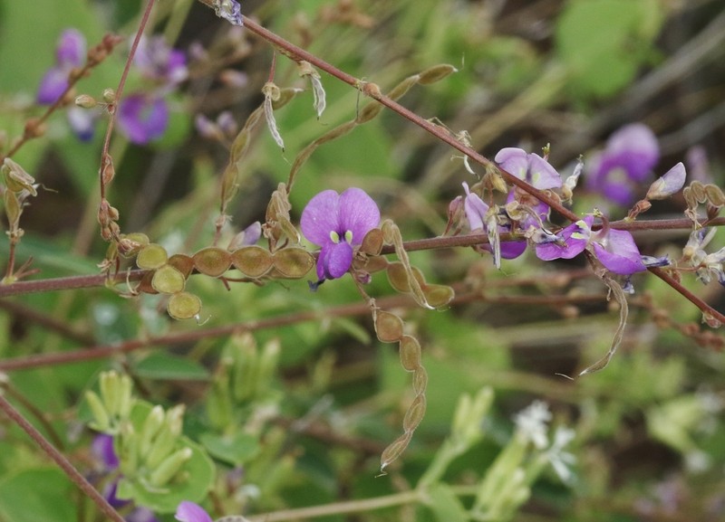 Spiked Ticktrefoil photo 8