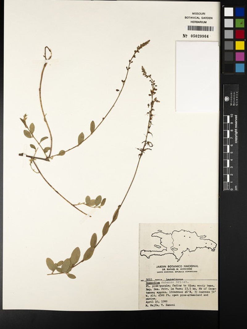 Cuban Ticktrefoil