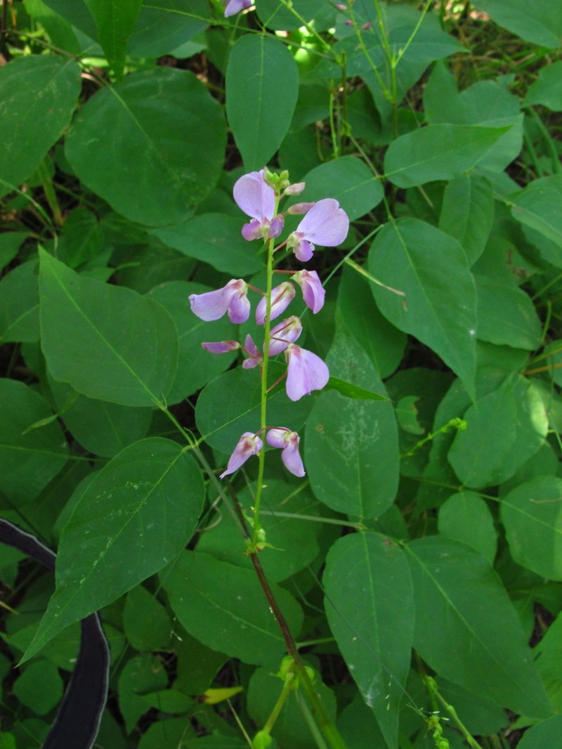 Largebract Ticktrefoil