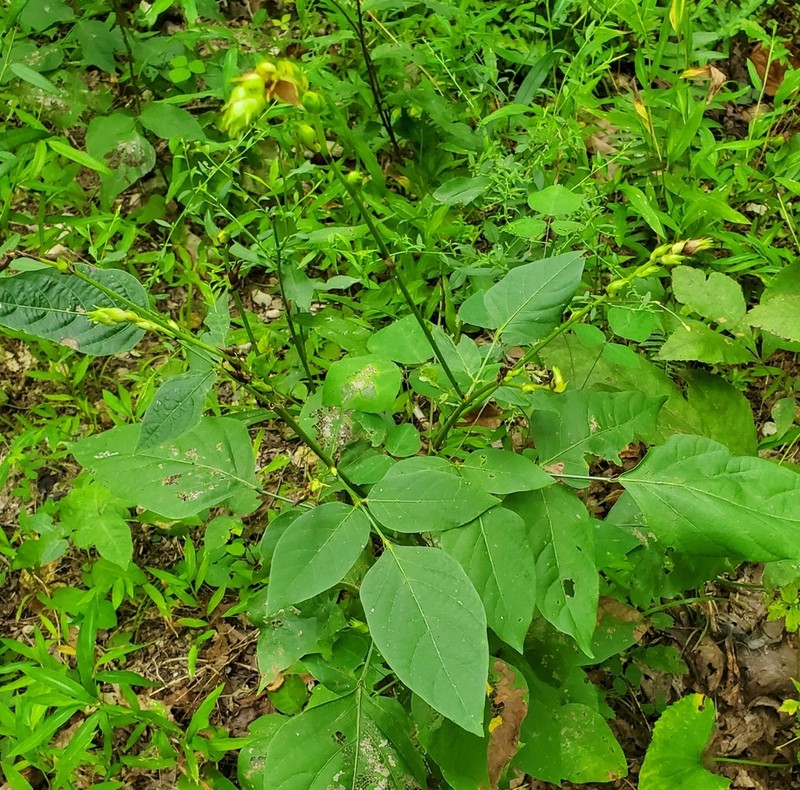 Largebract Ticktrefoil photo 2