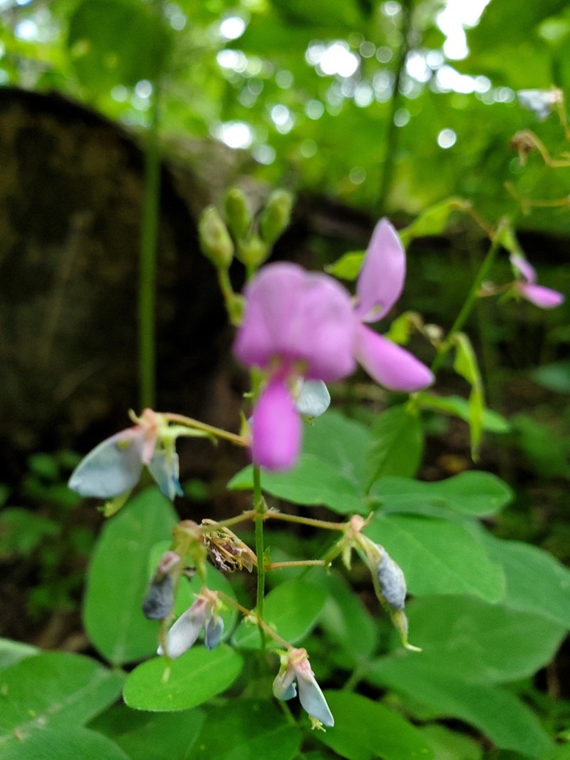 Largebract Ticktrefoil photo 3