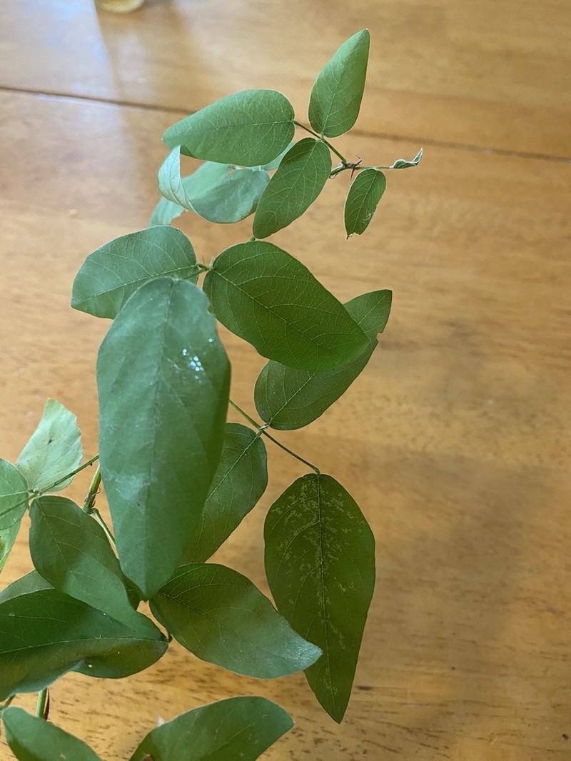 Largebract Ticktrefoil photo 5