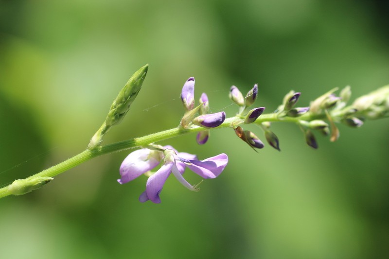 Largebract Ticktrefoil photo 6