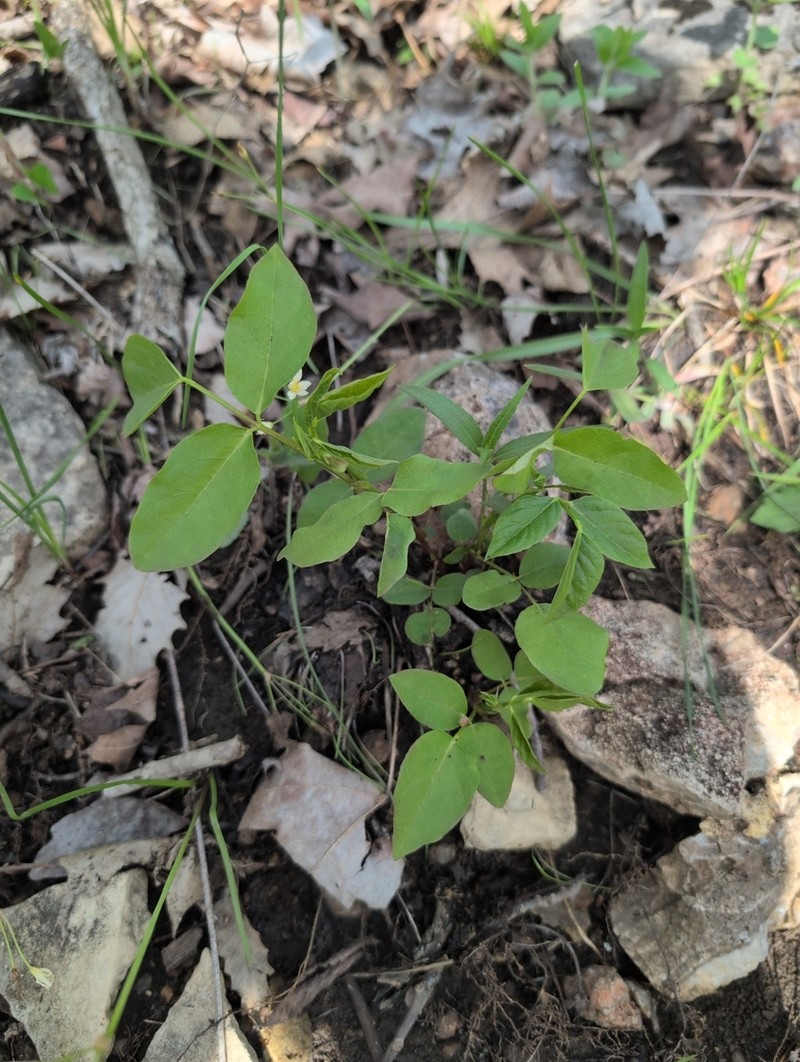 Largebract Ticktrefoil photo 7