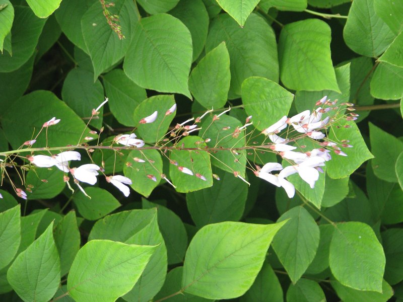 Desmodium elegans