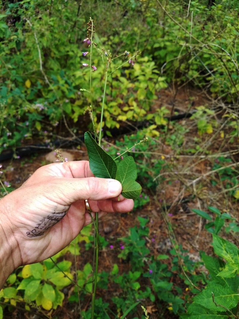 Fernald's Ticktrefoil