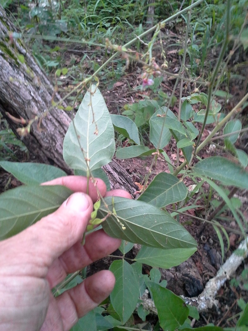 Fernald's Ticktrefoil photo 2