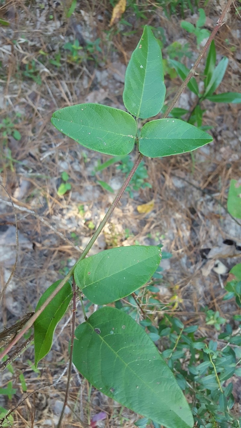 Fernald's Ticktrefoil photo 4