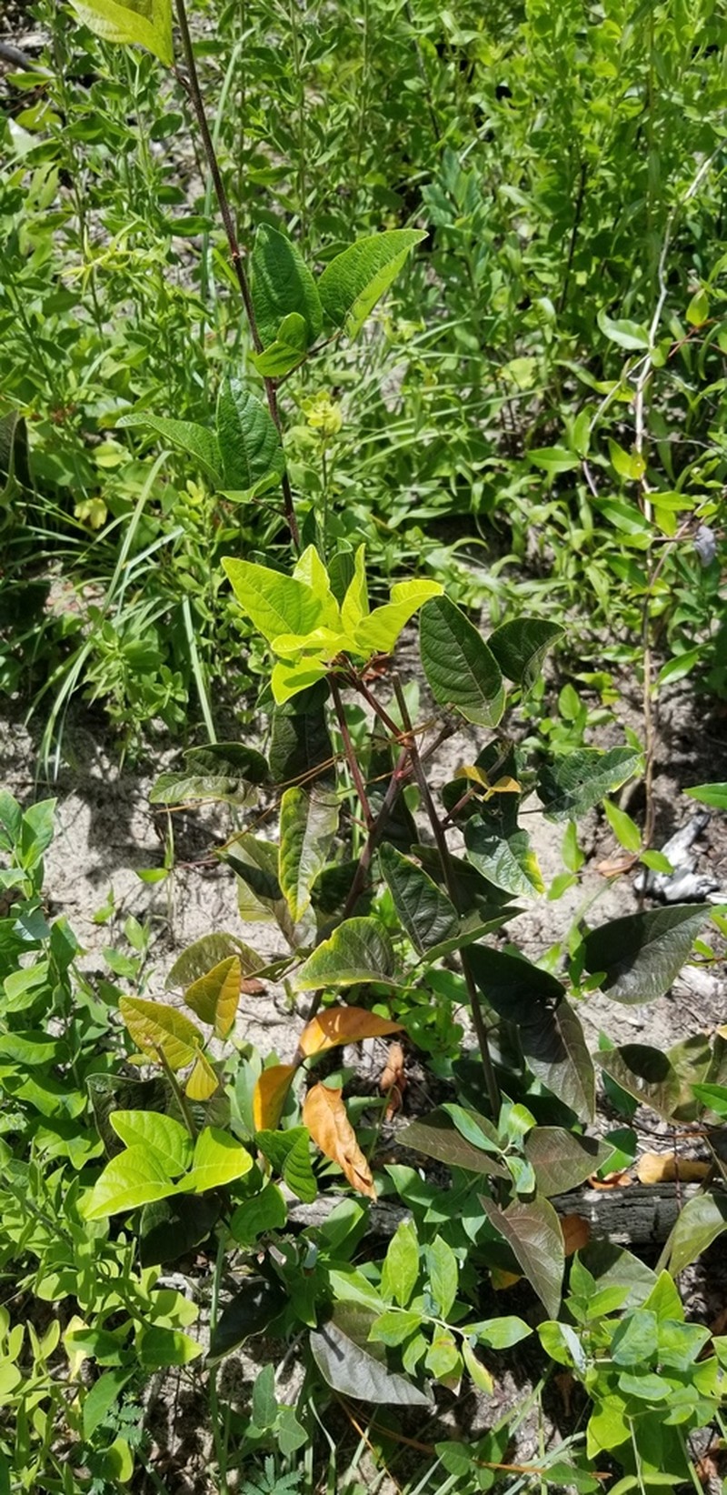 Fernald's Ticktrefoil photo 6