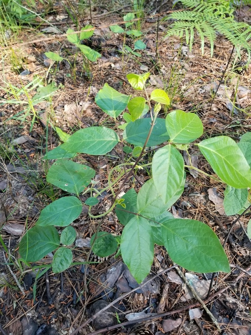 Fernald's Ticktrefoil photo 7