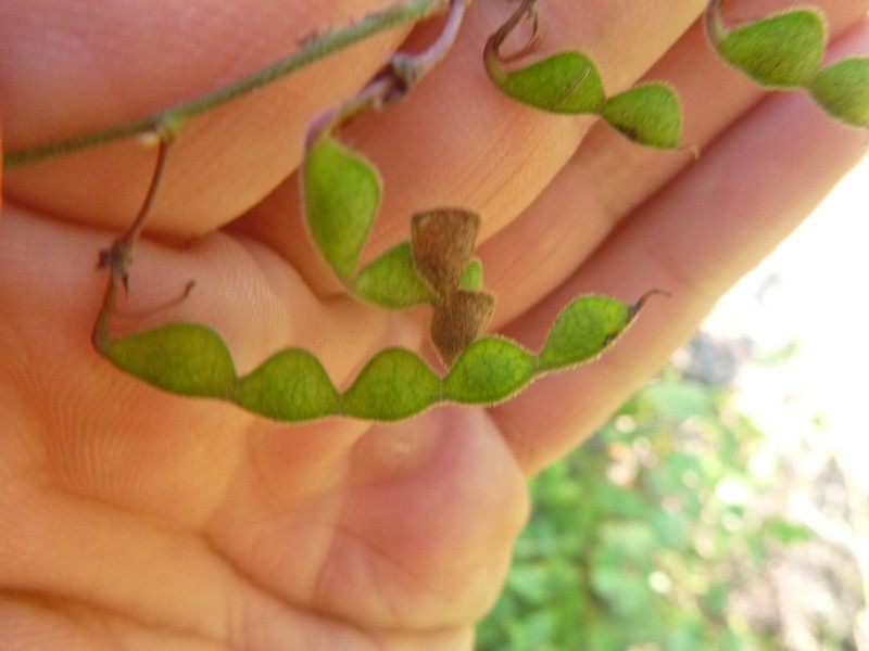 Fernald's Ticktrefoil photo 8