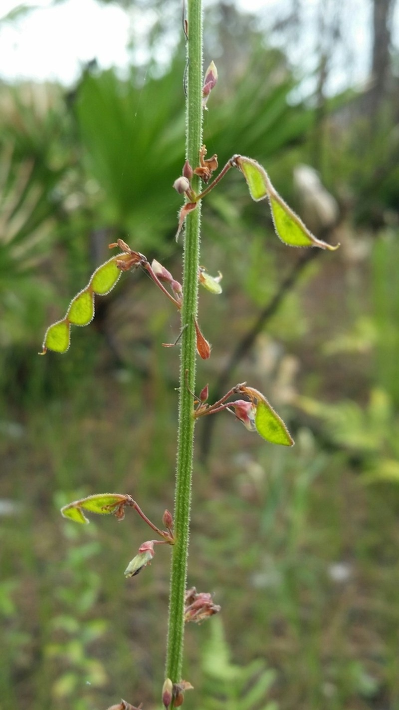 Florida Ticktrefoil
