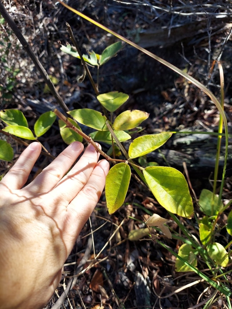 Florida Ticktrefoil photo 2