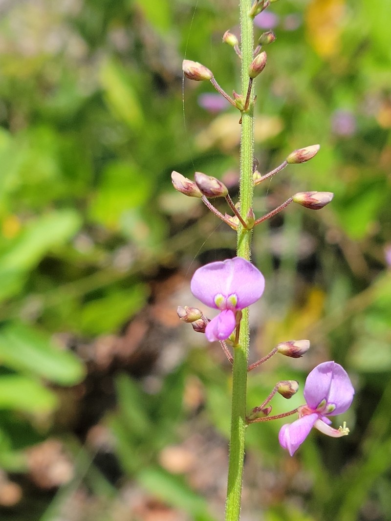 Florida Ticktrefoil photo 3