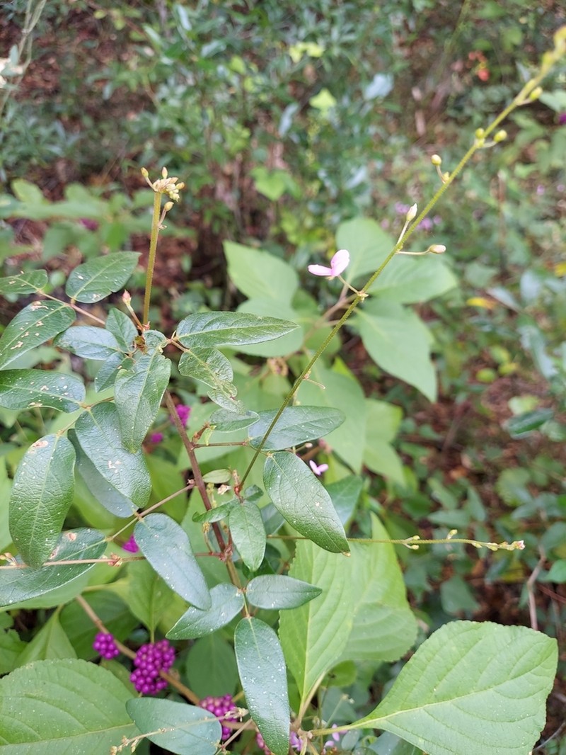 Florida Ticktrefoil photo 4
