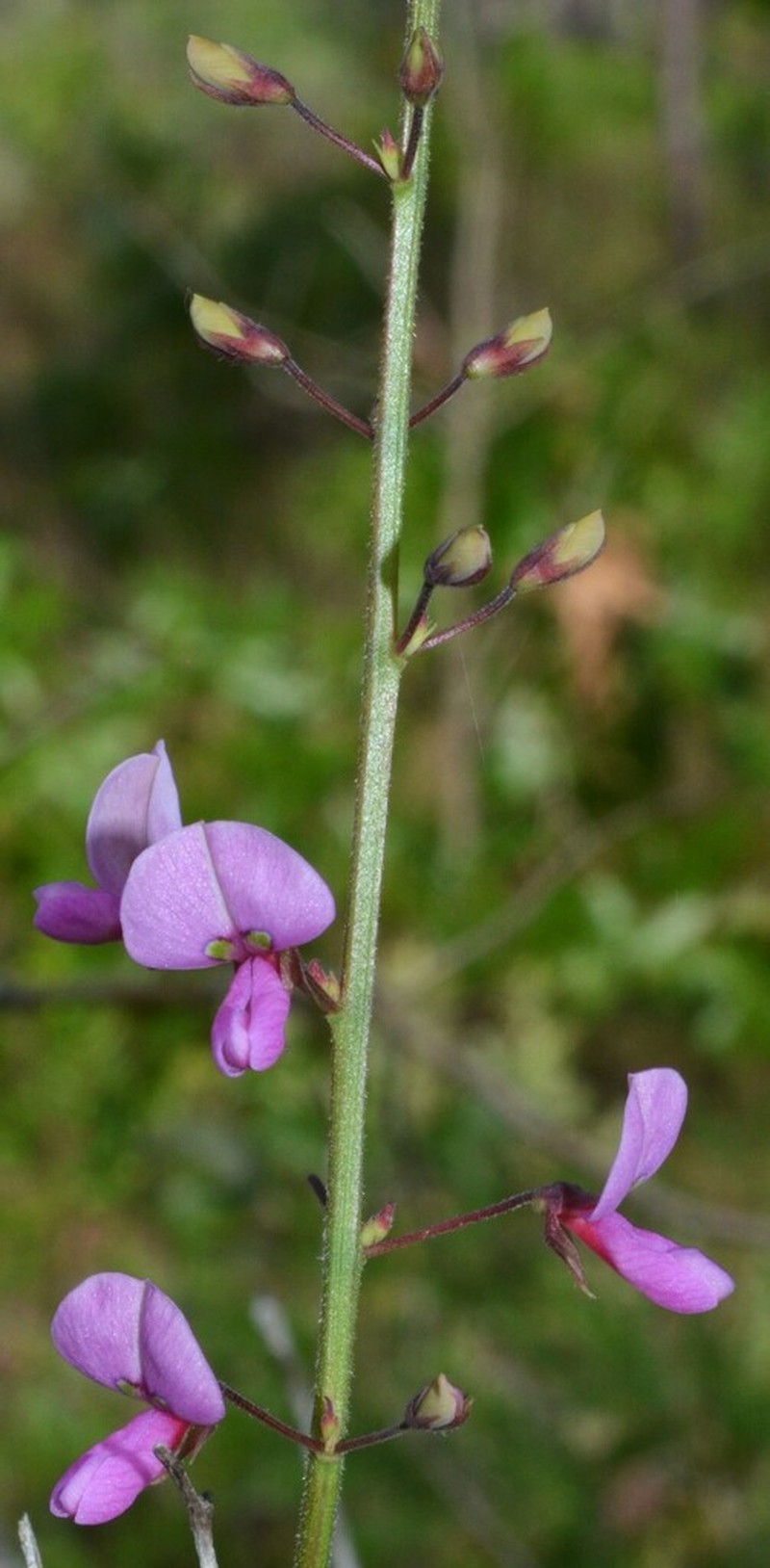 Florida Ticktrefoil photo 5