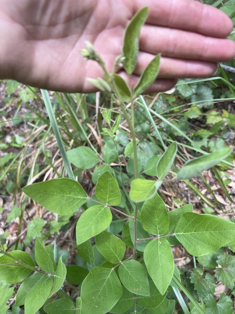 Florida Ticktrefoil photo 6