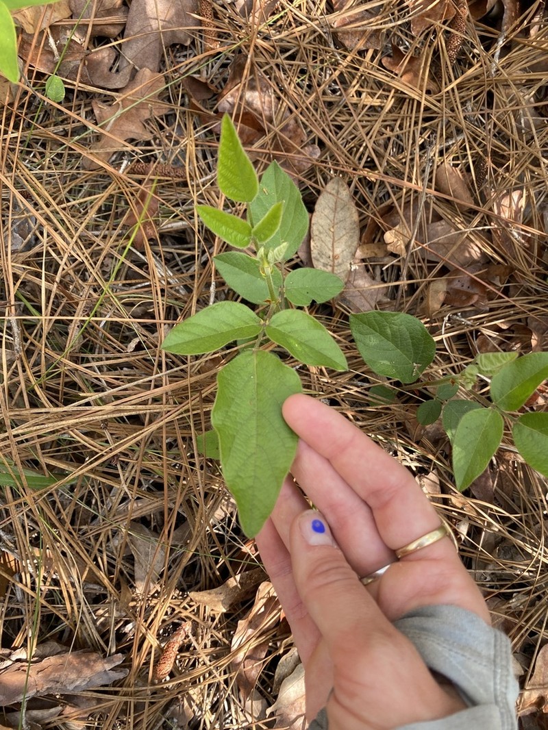 Florida Ticktrefoil photo 7