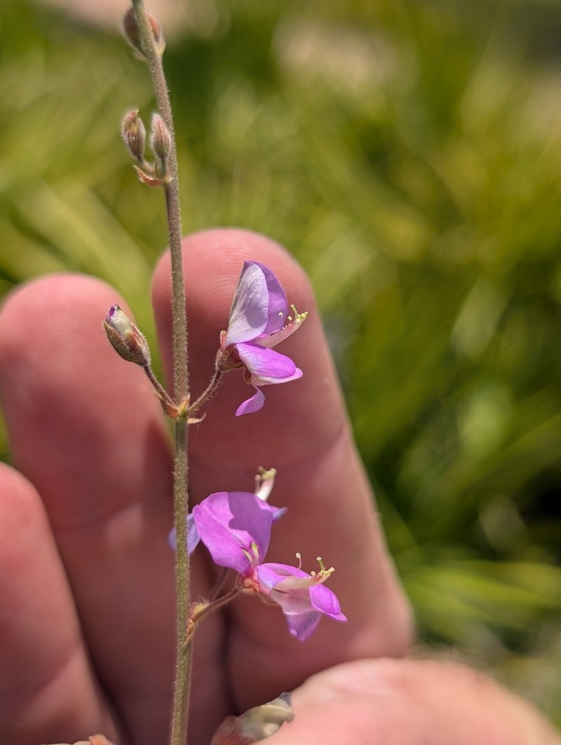 Florida Ticktrefoil photo 8