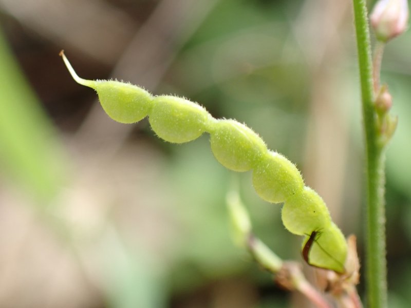 Desmodium gangeticum photo 3