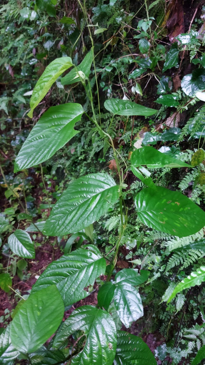 Desmodium gangeticum photo 4