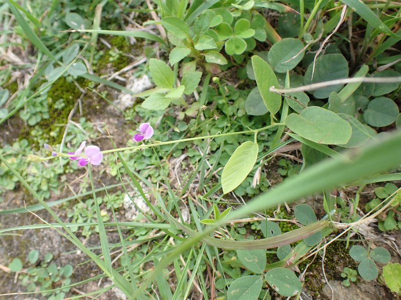 Desmodium gangeticum photo 5
