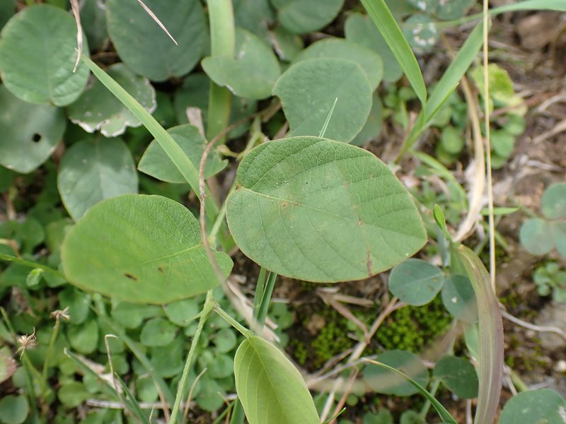 Desmodium gangeticum photo 6