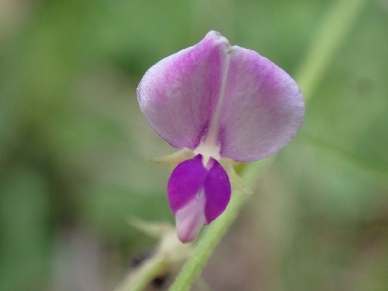 Desmodium gangeticum photo 7